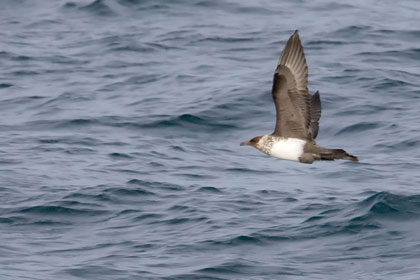 Pomarine Jaeger Photo @ Kiwifoto.com