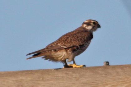 Prairie Falcon (juvenile)