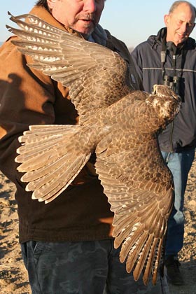 Prairie Falcon Photo @ Kiwifoto.com