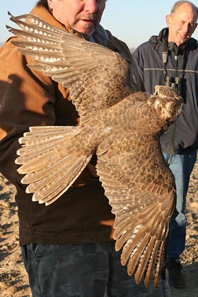 Prairie Falcon Picture @ Kiwifoto.com