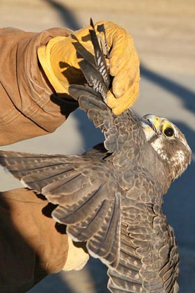 Prairie Falcon Image @ Kiwifoto.com