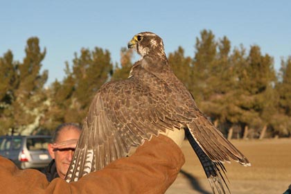 Prairie Falcon Picture @ Kiwifoto.com