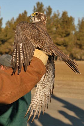 Prairie Falcon Photo @ Kiwifoto.com