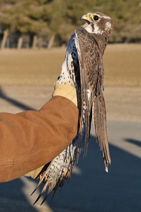 Prairie Falcon Picture @ Kiwifoto.com