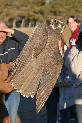 Prairie Falcon Image @ Kiwifoto.com