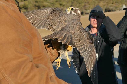 Prairie Falcon Photo @ Kiwifoto.com