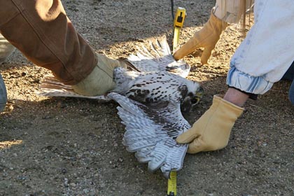 Prairie Falcon Photo @ Kiwifoto.com