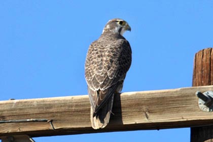 Prairie Falcon Picture @ Kiwifoto.com