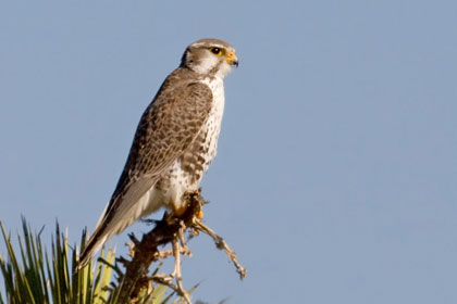 Prairie Falcon Photo @ Kiwifoto.com