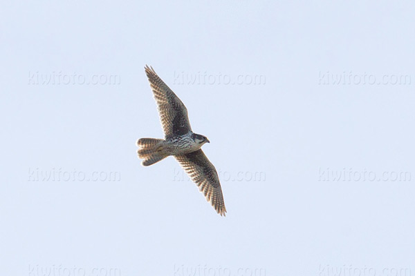 Prairie Falcon Photo @ Kiwifoto.com