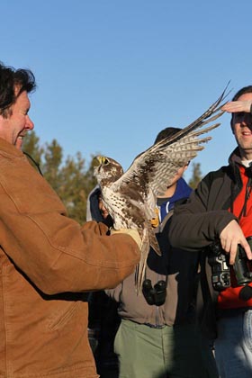 Prairie Falcon Photo @ Kiwifoto.com