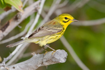 Prairie Warbler Image @ Kiwifoto.com