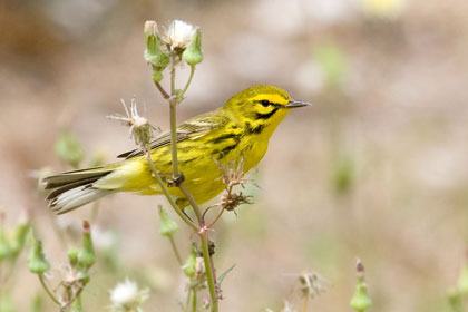 Prairie Warbler Picture @ Kiwifoto.com