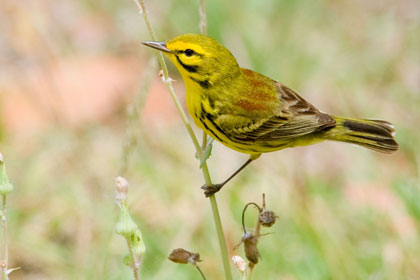 Prairie Warbler Picture @ Kiwifoto.com