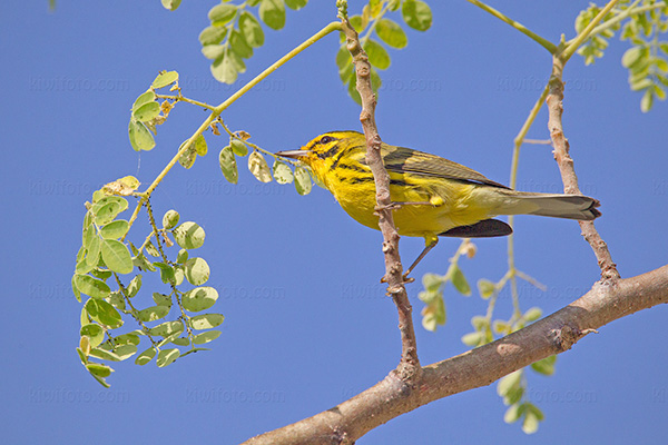 Prairie Warbler Photo @ Kiwifoto.com