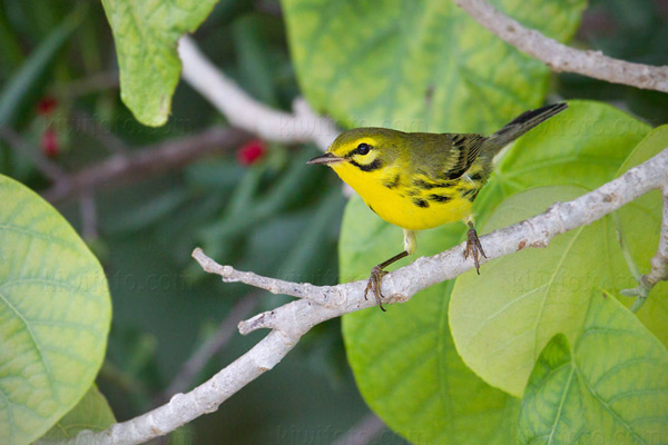 Prairie Warbler Photo @ Kiwifoto.com