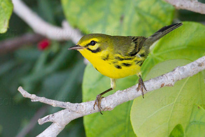 Prairie Warbler Image @ Kiwifoto.com