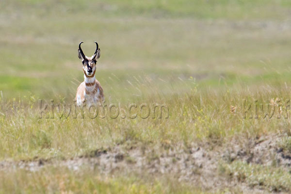 Pronghorn Antelope Image @ Kiwifoto.com