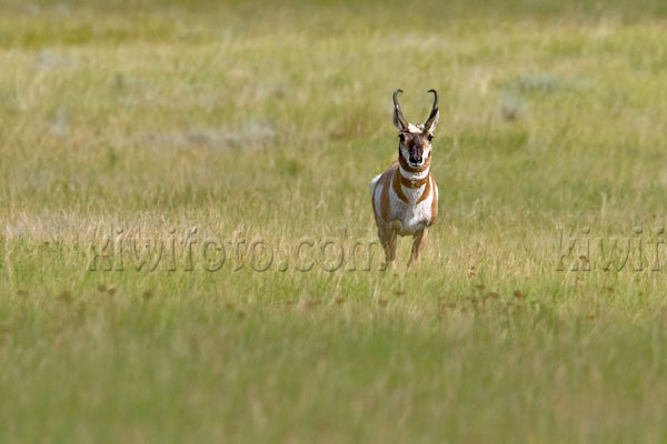 Pronghorn Antelope Image @ Kiwifoto.com