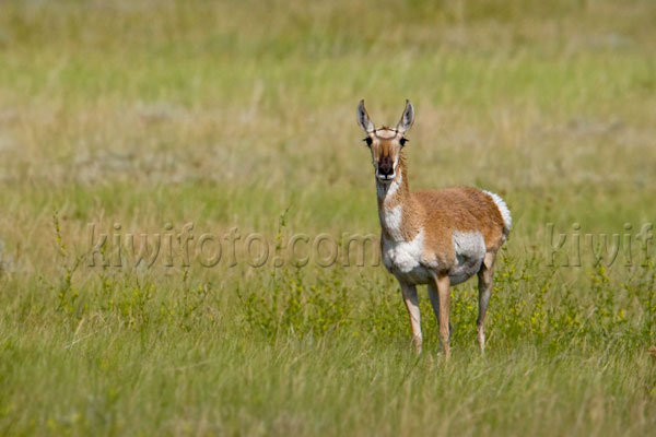 Pronghorn Antelope Image @ Kiwifoto.com