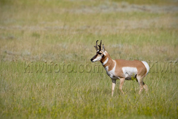 Pronghorn Antelope Image @ Kiwifoto.com