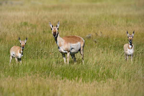 Pronghorn Antelope Image @ Kiwifoto.com