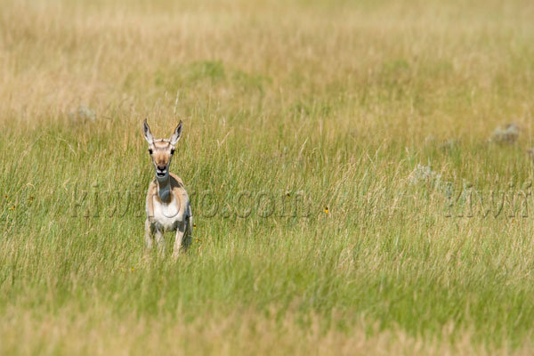 Pronghorn Antelope Image @ Kiwifoto.com