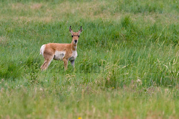 Pronghorn Antelope Image @ Kiwifoto.com