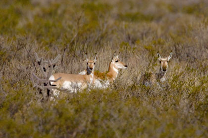 Pronghorn Antelope Picture @ Kiwifoto.com
