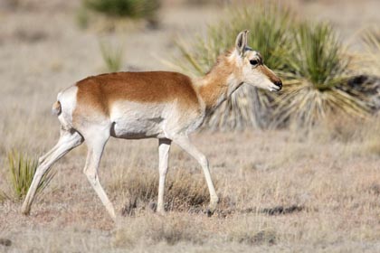 Pronghorn Antelope Picture @ Kiwifoto.com