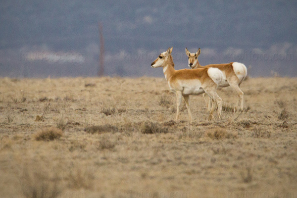 Pronghorn Antelope Picture @ Kiwifoto.com