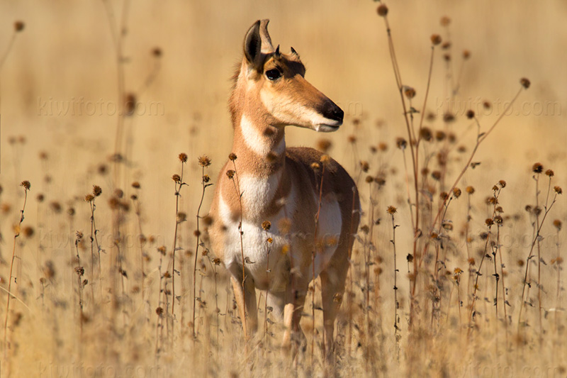 Pronghorn Antelope Image @ Kiwifoto.com