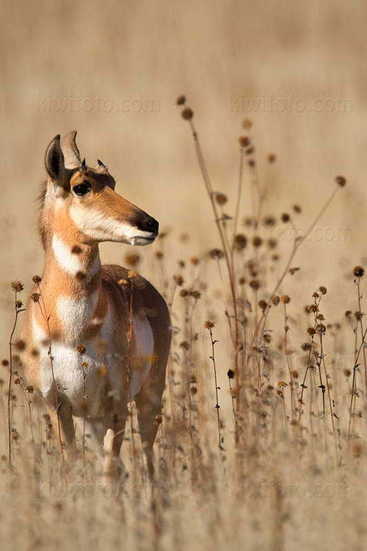 Pronghorn Antelope Picture @ Kiwifoto.com