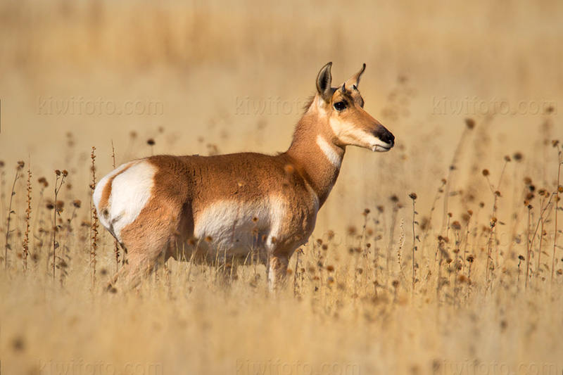 Pronghorn Antelope Image @ Kiwifoto.com