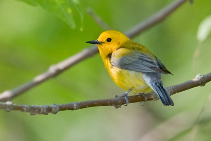 Prothonotary Warbler Image @ Kiwifoto.com