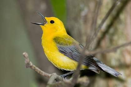 Prothonotary Warbler Picture @ Kiwifoto.com