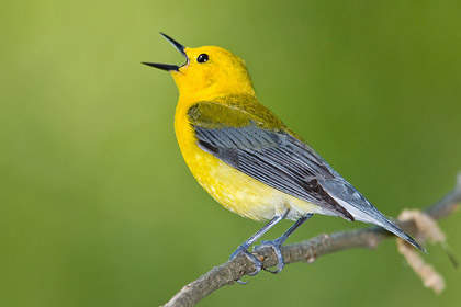 Prothonotary Warbler Photo @ Kiwifoto.com