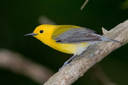 Prothonotary Warbler Picture @ Kiwifoto.com