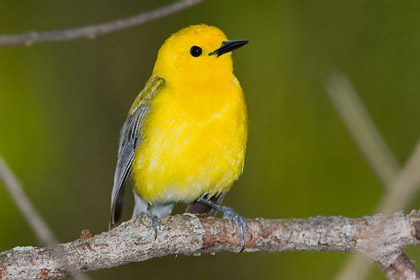 Prothonotary Warbler Photo @ Kiwifoto.com