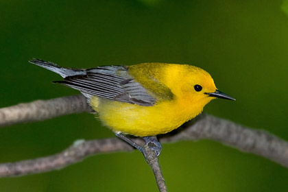 Prothonotary Warbler Picture @ Kiwifoto.com