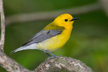 Prothonotary Warbler Picture @ Kiwifoto.com