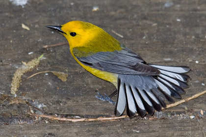 Prothonotary Warbler Image @ Kiwifoto.com