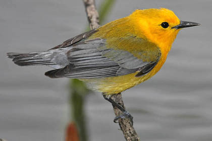 Prothonotary Warbler Photo @ Kiwifoto.com