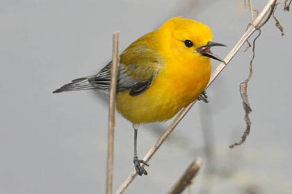 Prothonotary Warbler Image @ Kiwifoto.com