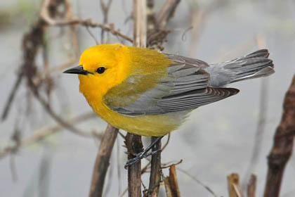 Prothonotary Warbler Picture @ Kiwifoto.com