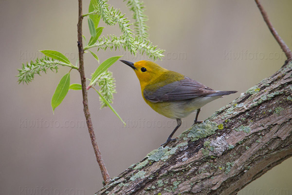 Prothonotary Warbler Picture @ Kiwifoto.com