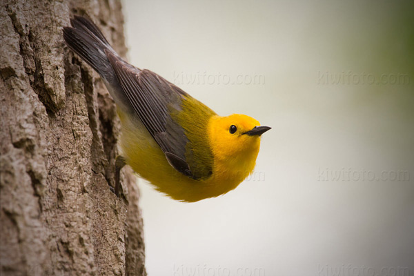 Prothonotary Warbler Image @ Kiwifoto.com