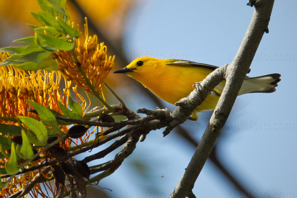 Prothonotary Warbler Photo @ Kiwifoto.com