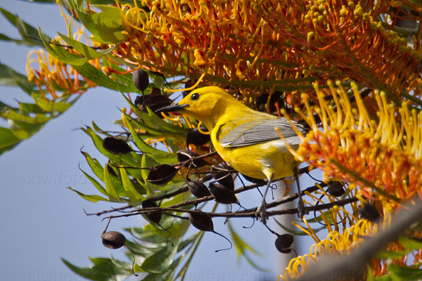 Prothonotary Warbler Photo @ Kiwifoto.com