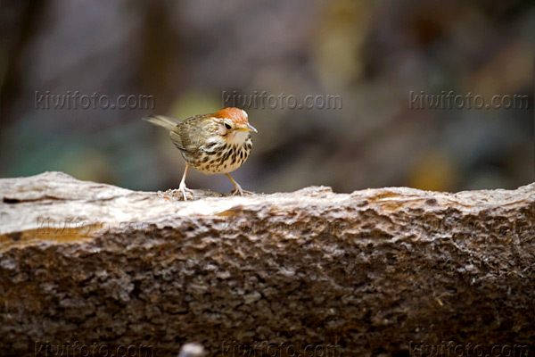 Puff-throated Babbler Image @ Kiwifoto.com